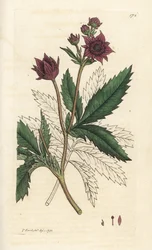 Potentille des marais, Comarum palustre. Gravure à la main en cuivre par James Sowerby de 
