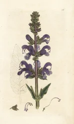 Sauge des prés, Salvia pratensis. Gravure à la main en cuivre par James Sowerby de l