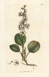 Pyrole à feuilles rondes, Pyrola rotundifolia. Gravure sur cuivre coloriée à la main par James Sowerby de 