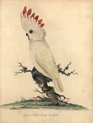 Cacatoès des Moluques, Cacatua moluccensis. (Grand cacatoès à crête rouge) Vulnérable. Gravure sur cuivre coloriée à la main d