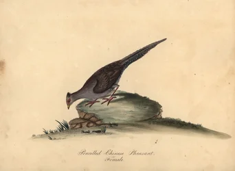 Faisan argenté, femelle. Gravure à la main d