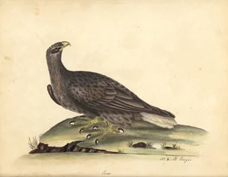 Pygargue à queue blanche, Haliaeetus albicilla (Erne, Aquila albicilla). Gravure sur cuivre coloriée à la main d