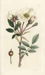 Églantier blanc, Rosa arvensis. Gravure sur cuivre coloriée à la main par James Sowerby de 