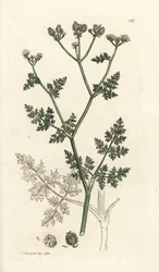 Fleur de dentelle blanche, Orlaya grandiflora (Caucalis daucoides). Gravure à la main en cuivre par James Sowerby de l