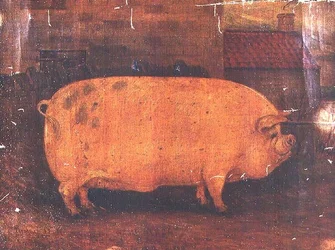 Le cochon primé Jumbo II