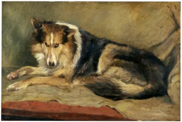Chien de berger écossais