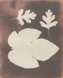 1. Feuille de figuier. 2. Feuille de spina bianco