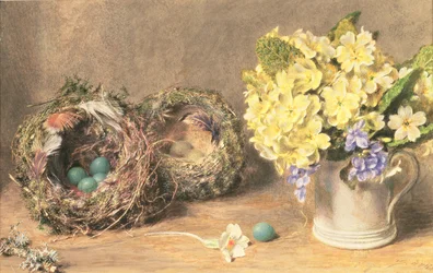 Fleurs de printemps et nids d