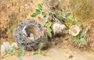Nature Morte avec Nid de Pinson