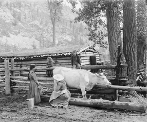 Laitières de montagne au Colorado, vers 1900