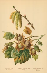 Noisetier, chatons et fruits