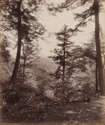 Vue de la falaise, à travers les arbres, vers 1895 (photo) 1895 (photo)