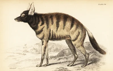 Protèle, Proteles cristata (Proteles lalandii, Viverra hyaenoides)