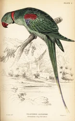 Perruche alexandrine ou perroquet alexandrin, Psittacula eupatria