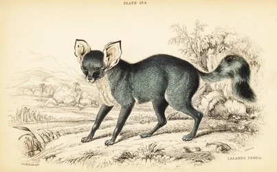 Renard à oreilles de chauve-souris, Otocyon megalotis (Zerda de Lalande, Agriodus auritus)