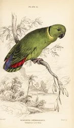Inséparable à collier noir, Agapornis swindernianus