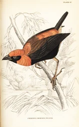 Euplecte à ailes noires, Euplectes hordeaceus (Tisserin à couronne cramoisie, Euplectes flammiceps)