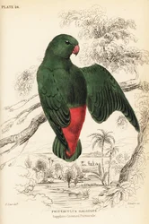 Perroquet suspendu à couronne bleue, Loriculus galgulus