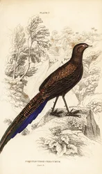 Éperonnier à queue bronzée ou éperonnier de Sumatra