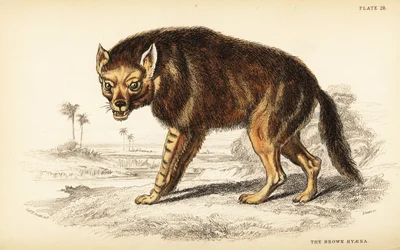 Hyène brune ou loup de mer, Hyaena brunnea (Hyaena fusca)