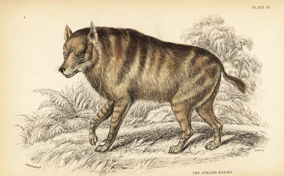 Hyène brune ou strandwolf, Hyaena brunnea