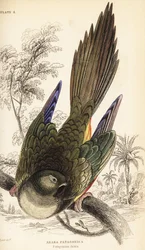 Perroquet fouisseur ou conure de Patagonie, Cyanoliseus patagonus