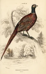 Faisan commun (à collier), Phasianus colchicus torquatus (Phasianus torquatus)