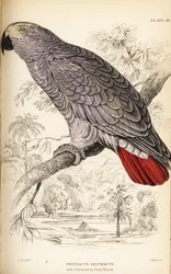 Perroquet gris du Congo, Psittacus erythacus