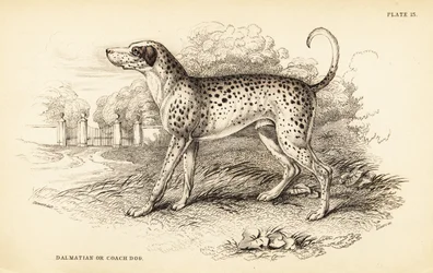 Chien dalmatien ou chien de carrosse, Canis lupus familiaris