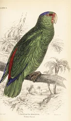 Amazone festive, Amazona festiva