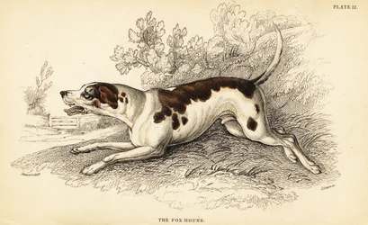 Chien de chasse, Canis lupus familiaris