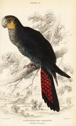 Cacatoès noir luisant, Calyptorhynchus lathami
