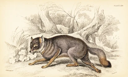 Renard gris, Urocyon cinereoargenteus (Vulpes cinereus)