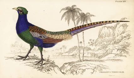 Faisan vert ou faisan vert du Japon, mâle, Phasianus versicolor