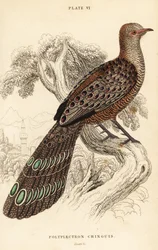 Éperonnier chinquis ou éperonnier de Birmanie, Polyplectron bicalcaratum