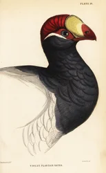 Tête du touraco violet, Mangeur de bananes violet, Musophaga violacea