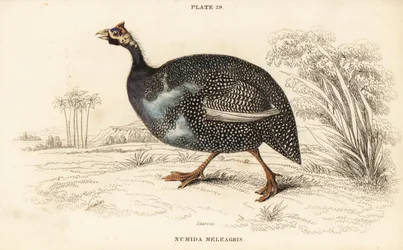 Pintade casquée, Numida meleagris