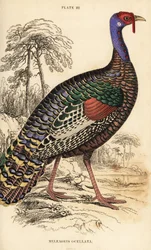 Dindon ocellé, Meleagris ocellata