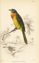 Pririt à poitrine orange ou pririt à poitrine soufrée, Chlorophoneus sulfureopectus