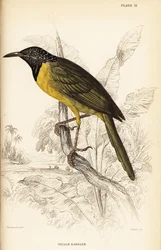 Paruline oriole, Hypergerus atriceps