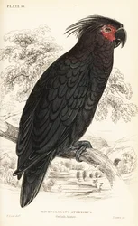 Cacatoès noir, Probosciger aterrimus