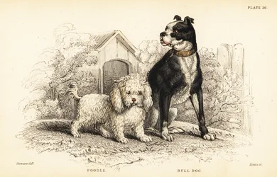 Caniche, Canis aquaticus, et bouledogue, Canis anglicus