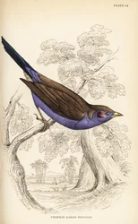 Cordonbleu à joues rouges, Uraeginthus bengalus