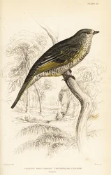 Échenilleur à épaulettes rouges, femelle, Campephaga phoenicea