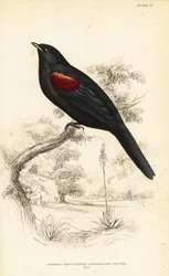 Échenilleur à épaulettes rouges, mâle, Campephaga phoenicea