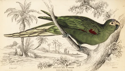Ara à épaulettes rouges, Diopsittaca nobilis