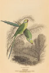Perruche à anneau rouge