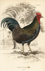Coq bankiva, Gallus gallus javanicus