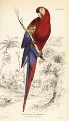 Ara rouge, Ara macao