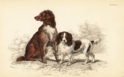 Setter et cocker spaniel, Canis lupus familiaris